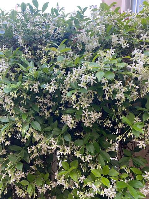 May We Suggest: Beirut